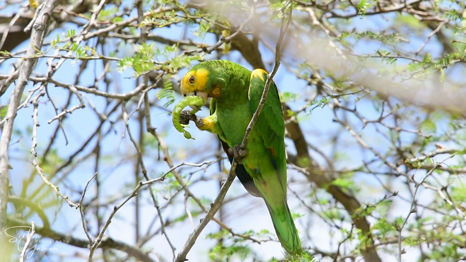Lora eating seeds video